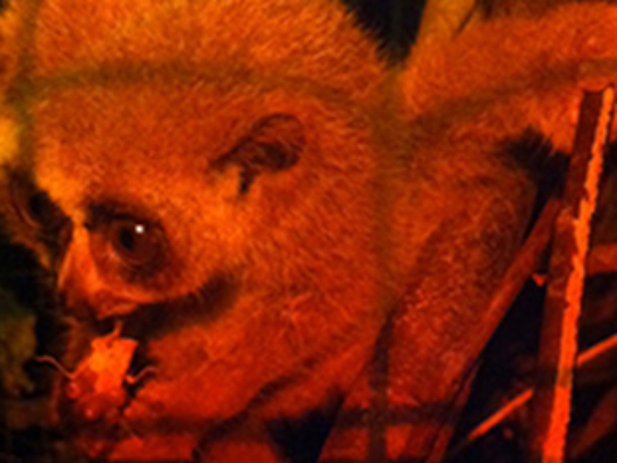 New pygmy loris… and update on infant Taite.