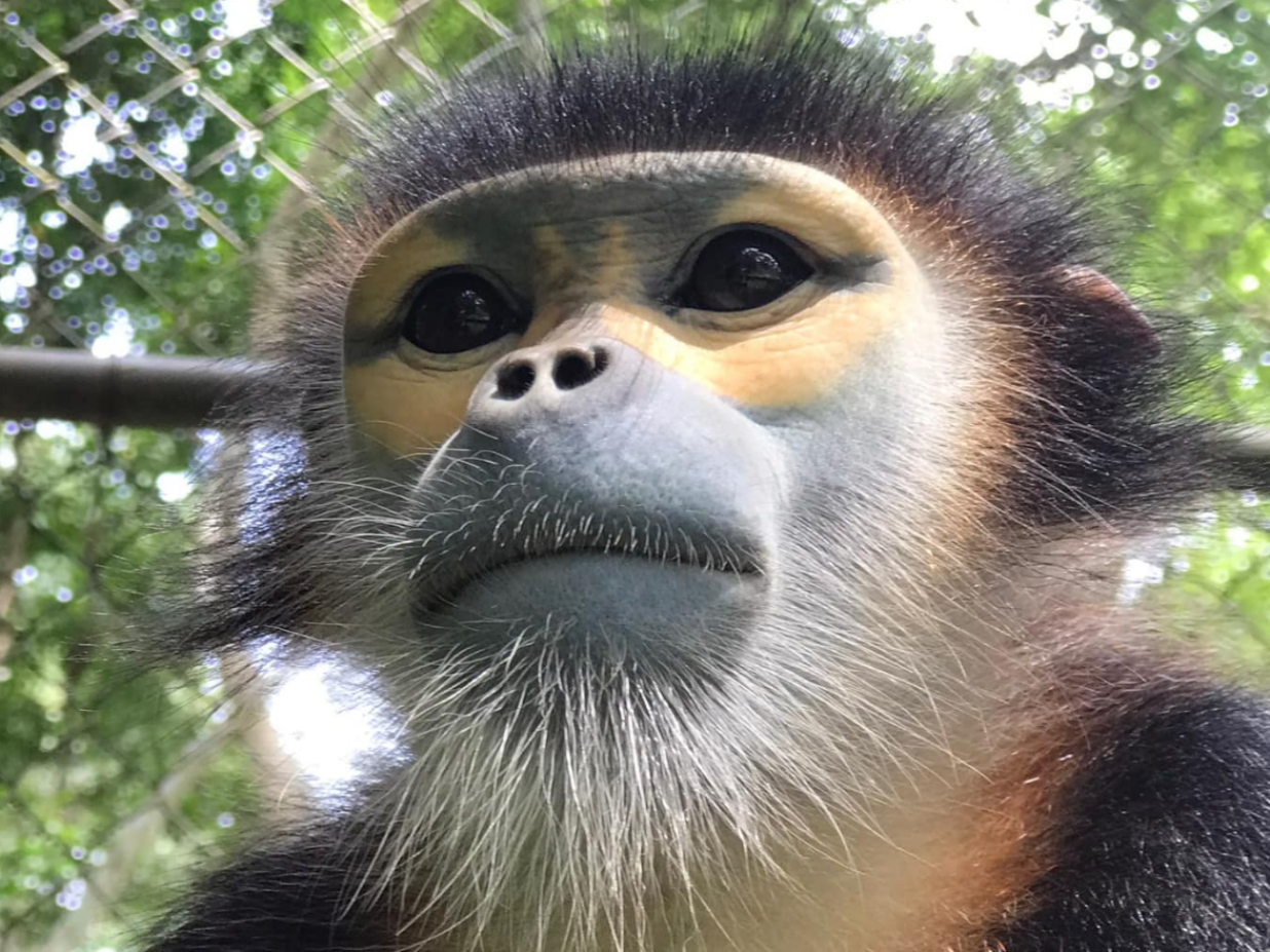 Go-EAST at Monkey World this Easter!