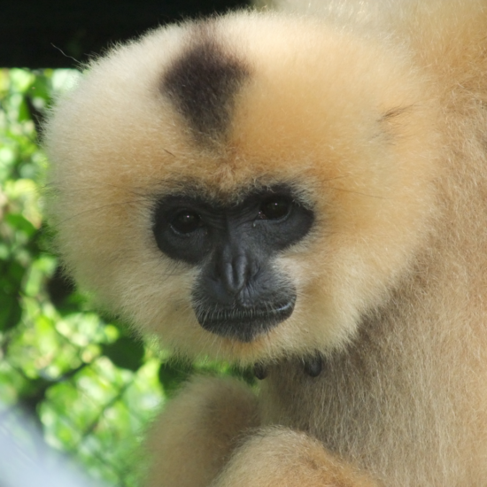 Sponsor a Gibbon- Individual Sponsorship