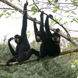 Gibbons-in-semifree
