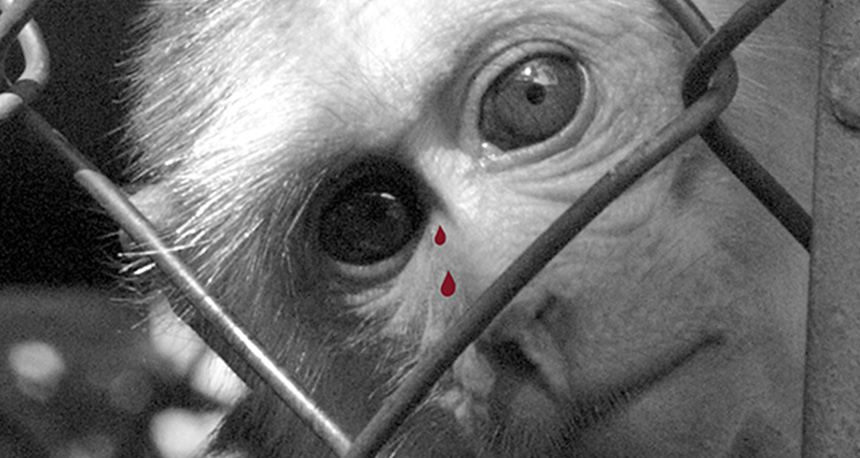Macaque-main-pic
