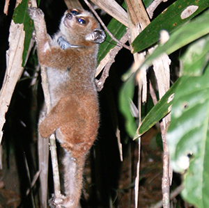 Pygmy-loris-release