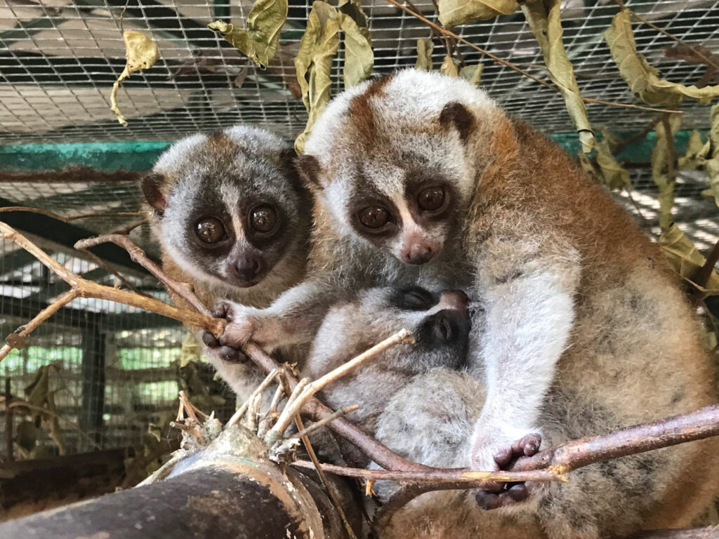 Baby Bengal – so much about this amazing nocturnal primate we do not know!