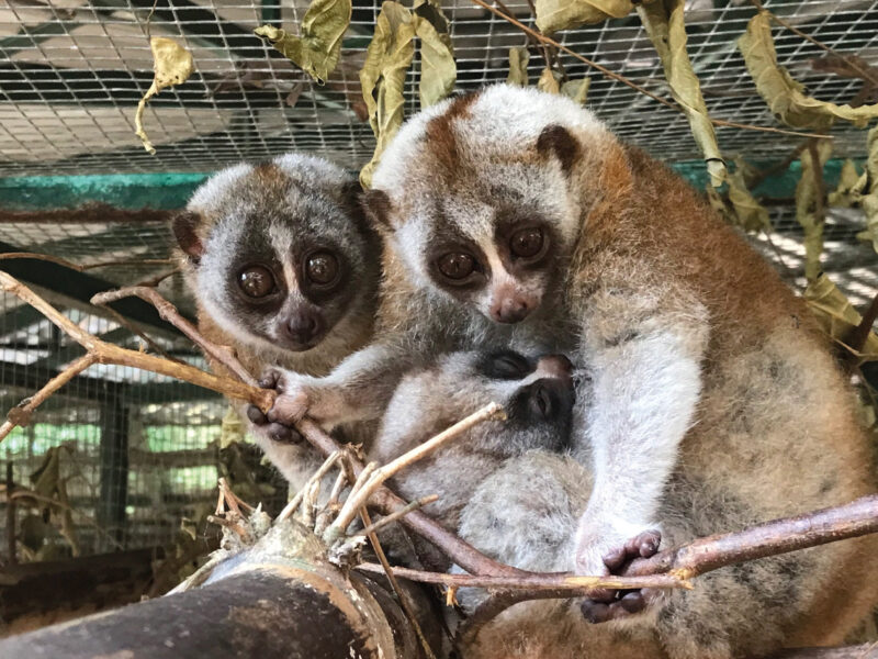 Baby Bengal – so much about this amazing nocturnal primate we do not know!