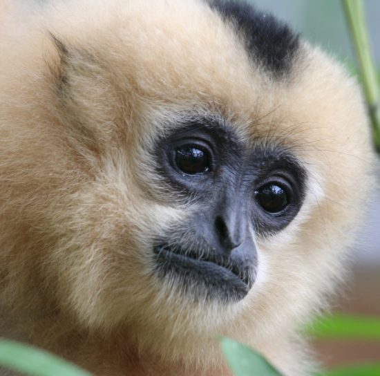 Sponsor a Gibbon - Corporate Sponsorship