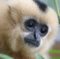 Sponsor a Gibbon- Individual Sponsorship