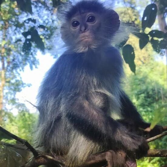 Sponsor a Langur - School Sponsorship