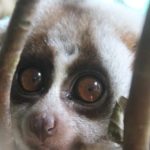 Sponsor a Pygmy Loris or Bengal Slow Loris - School Sponsorship