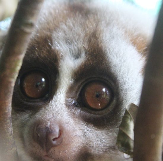 Sponsor a Pygmy Loris or Bengal Slow Loris - School Sponsorship